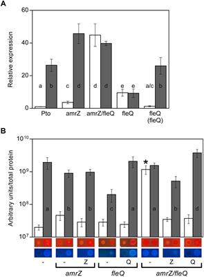 AmrZ and FleQ Co-regulate Cellulose Production in Pseudomonas syringae pv. Tomato DC3000